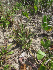 Plantago catharinea
