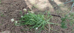 Allium subvillosum
