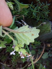 Aeollanthus buchnerianus