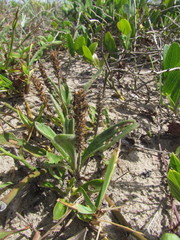 Plantago catharinea