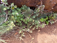 Aeollanthus buchnerianus