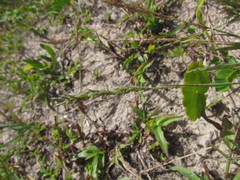 Eragrostis cataclasta