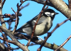 Parus major