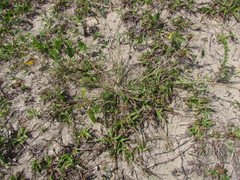 Eragrostis cataclasta