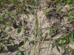 Eragrostis cataclasta