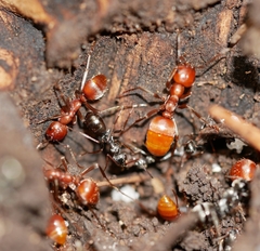 Polyergus mexicanus