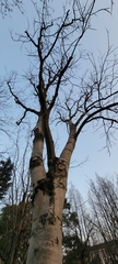 Sapindus mukorossi