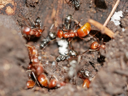 Western Amazon Ant photo 2