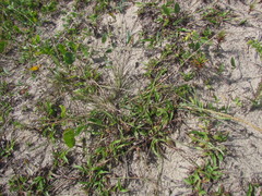 Eragrostis cataclasta