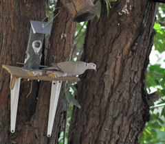 Streptopelia decaocto