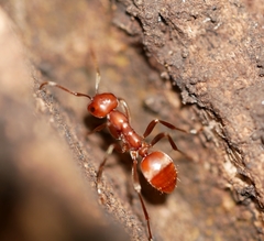 Polyergus mexicanus