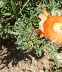 Loxostege cereralis