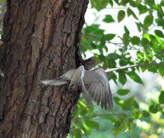 Streptopelia decaocto