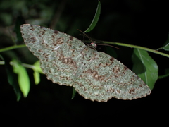 Ophthalmitis