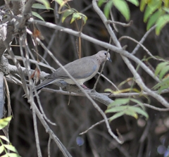 Streptopelia senegalensis