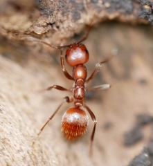 Polyergus mexicanus