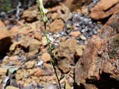 Streptanthus barbiger