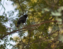 Acridotheres tristis