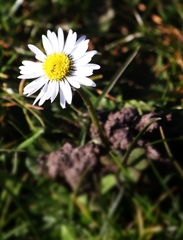 Bellis perennis