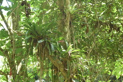 Aechmea cylindrata