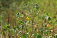 Medicago tornata