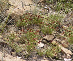 Cyperus rupestris