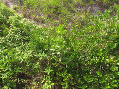 Ocotea pulchella