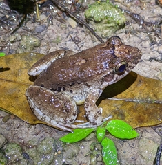 Leptodactylus nesiotus