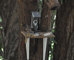 Acridotheres tristis