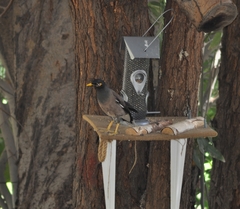 Acridotheres tristis