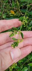 Metastelma burchellii