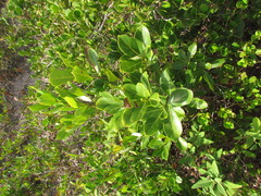 Ocotea pulchella