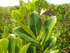Ocotea pulchella
