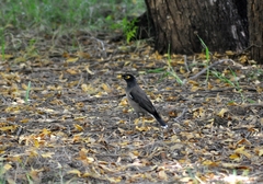 Acridotheres tristis