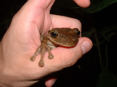Osteocephalus taurinus
