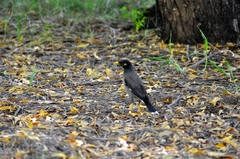 Acridotheres tristis