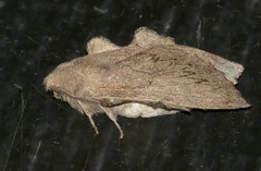 Rhinobombyx cuneata