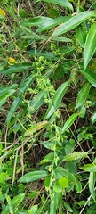 Metastelma burchellii