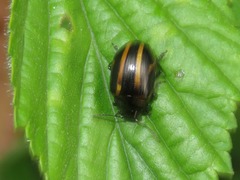 Cosmogramma kinbergi