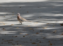 Streptopelia senegalensis