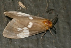 Palasea albimacula
