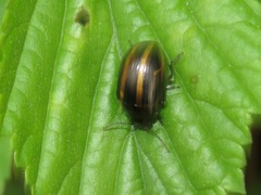 Cosmogramma kinbergi