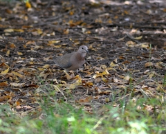 Streptopelia senegalensis