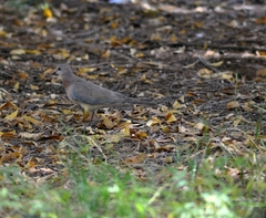 Streptopelia senegalensis