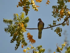 Streptopelia senegalensis