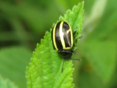 Cosmogramma kinbergi