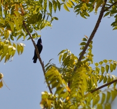 Cinnyris asiaticus