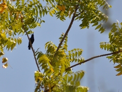 Cinnyris asiaticus