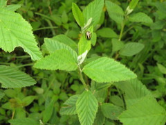 Cosmogramma kinbergi