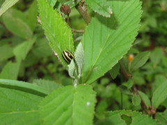 Cosmogramma kinbergi